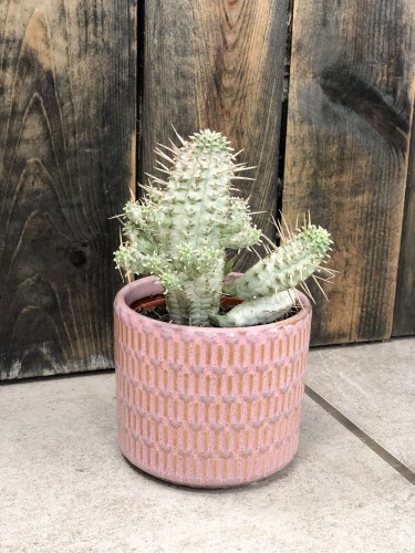 Euphorbia mammilaris