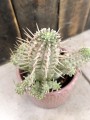 Euphorbia mammilaris wilczomlecz