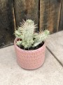 Euphorbia mammilaris wilczomlecz