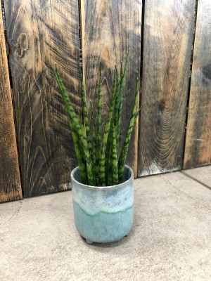Sansevieria Fernwood Mikado
