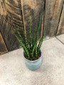 Sansevieria Fernwood Mikado