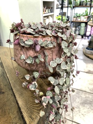 Ceropegia woodii Variegata
