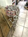 Ceropegia Woodii Variegata