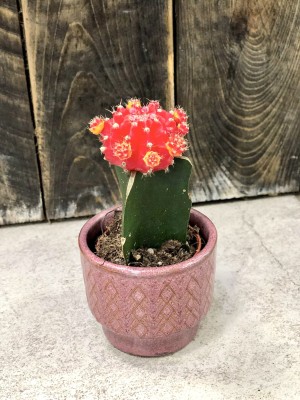 Gymnocalycium Japan Red