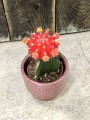 Gymnocalycium Japan Red