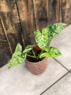 Syngonium Mottled Mojito, zroślicha