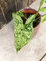 Syngonium Mottled Mojito