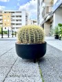 Echinocactus grusonii