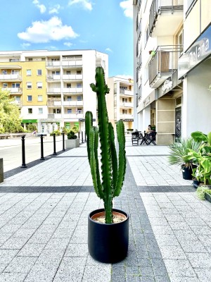 Euphorbia abbysynica, wilczomlecz