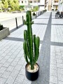 Euphorbia abbysynica wilczomlecz