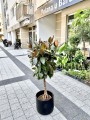Ficus elastica Melany drzewko
