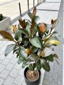 Ficus elastica Melany