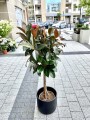 Ficus elastica Melany