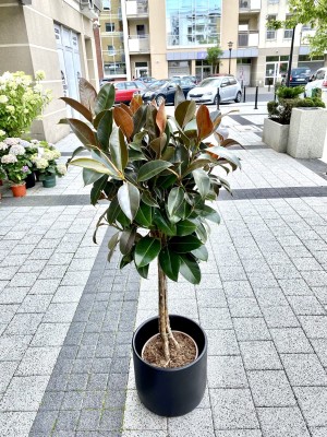 Ficus elastica Melany drzewko, fikus