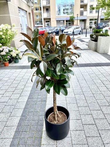 Ficus elastica Melany