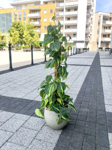 Philodendron Scandens Brasil