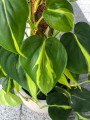 Filodendron Scandens Brasil
