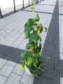 Philodendron Scandens Brasil L palik