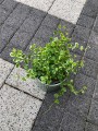 Ficus pumila White Sunny