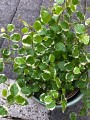 Ficus pumila White Sunny