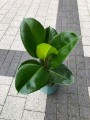 Ficus elastica Robusta