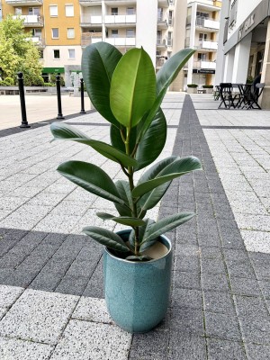 Ficus elastica Robusta, fikus S