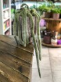 Hildewintera colademonis