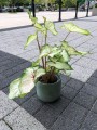 Caladium