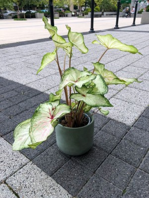 Caladium, kaladium