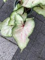 Kaladium