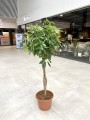 Schefflera Arboricola