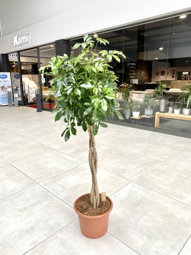 Szeflera Arboricola na pniu