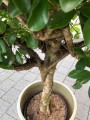 Szefflera Bonsai