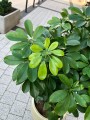 Schefflera Bonsai