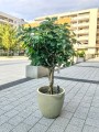 Schefflera Bonsai