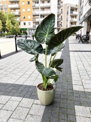 Alocasia Regal Shield XL, alokazja