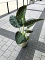 Alocasia Regal Shield XL