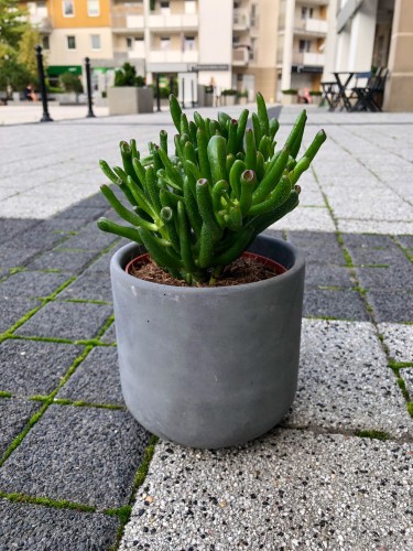 Crassula ovata Gollum