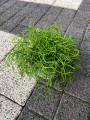 Rhipsalis Cassutha Patyczak
