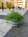 Rhipsalis Cassutha Patyczak