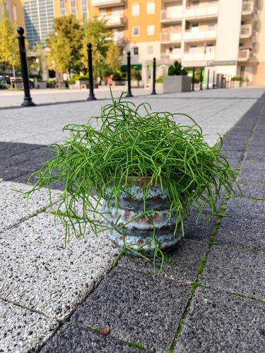 Rhipsalis Cassutha Patyczak