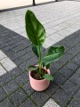 Strelitzia Reginae Rajski Ptak