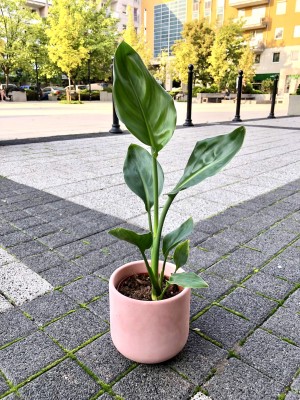 Strelitzia reginae, strelicja królewska, rajski ptak