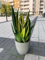 Sansewieria Golden Flame