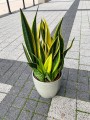 Sansevieria Golden Flame