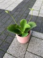 Kalanchoe synsepala