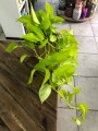 Epipremnum Golden Pothos