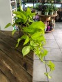 Epipremnum Golden Pothos
