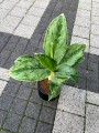 Aglaonema Cintho Queen