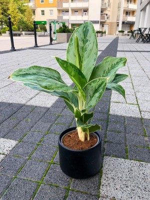 Aglaonema Cintho Queen